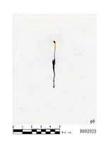 藏品(爪哇小金髮苔)的圖片